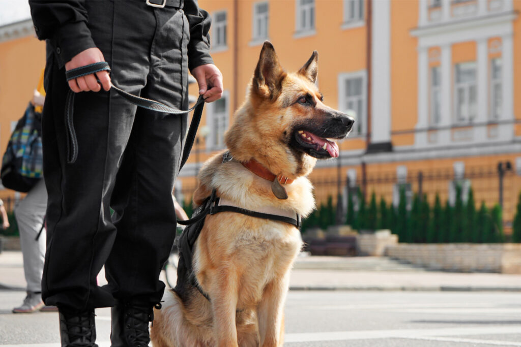 S&eacute;curit&eacute; priv&eacute;e : un secteur en croissance qui recrute et forme